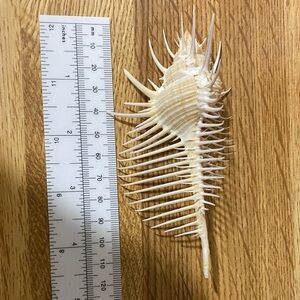 Venus comb murex Shell